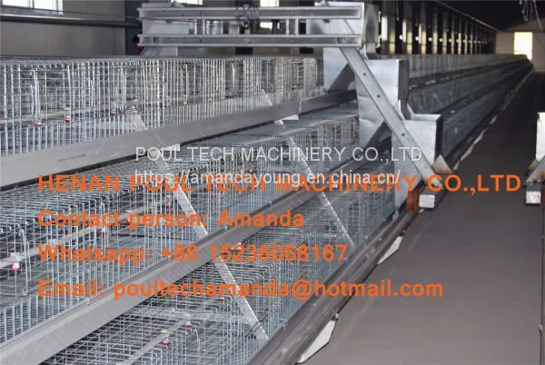 Qatar Poultry Farming A Type Battery Broiler Cage & Chicken Cage & Poultry Farm Equipment With Automatic Feeding & Drinking System
