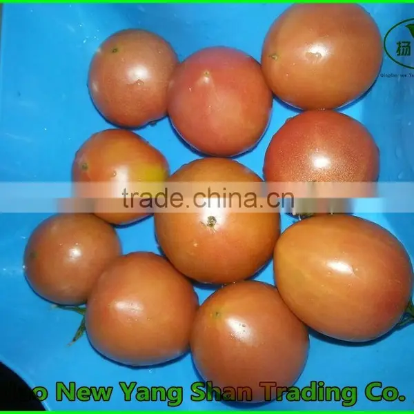 (HOT)Tomatoes!Tomatoes! Tomatoes Fresh! Red Tomatoes photo-2