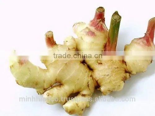 Fresh Ginger