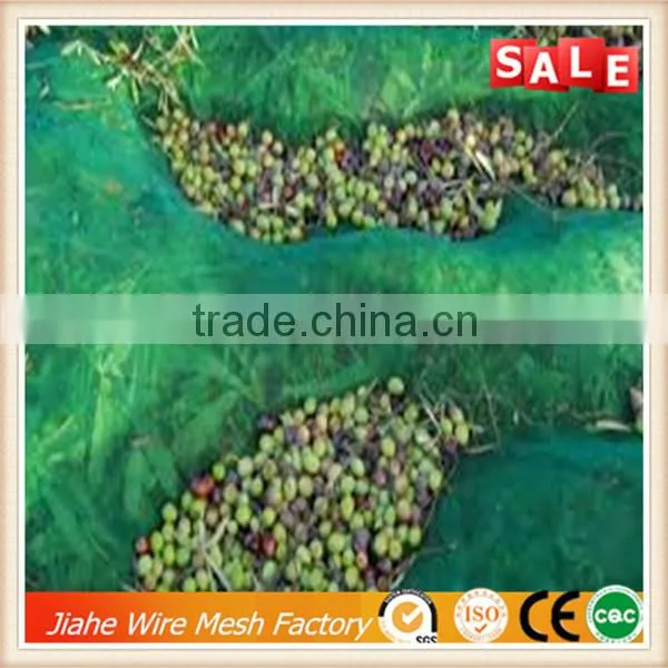 Olive Tree Net Collect Packing