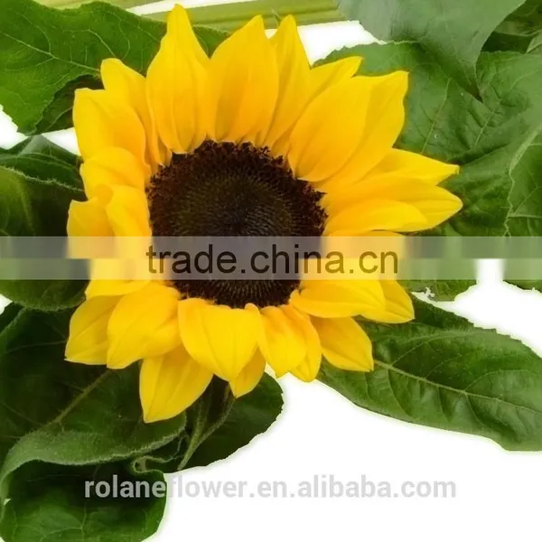 Valentine's Day Decoration Cut Sunflower Flower From Yunna photo-2