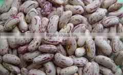 Supply Light Speckel Kidney Beans With Good Quality for Sale photo-2