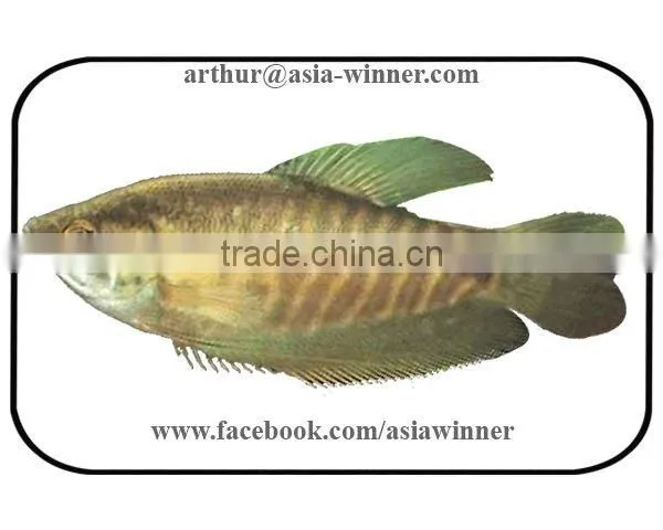 SNAKE SKIN GOURAMI (Trichogaster Pectoralis)