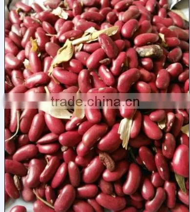 British Red Kidney Beans Crop 2015 photo-2