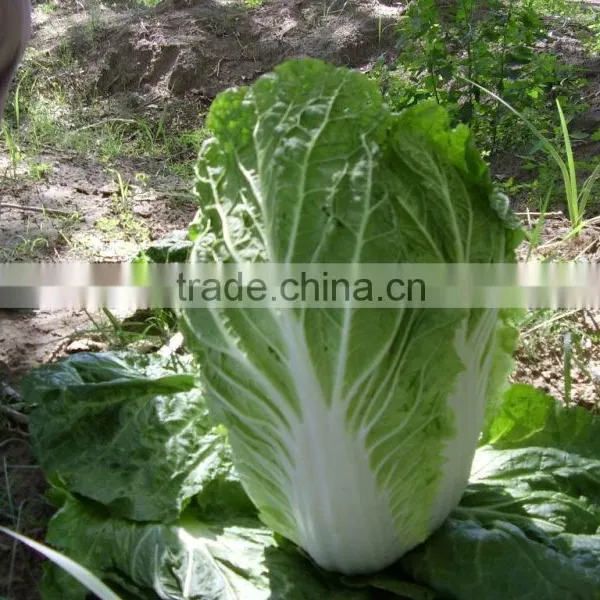 Chinese Cabbage