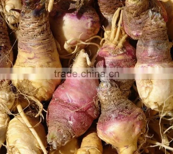 High Quality 40% Macamides Maca Root Extract Powder photo-3
