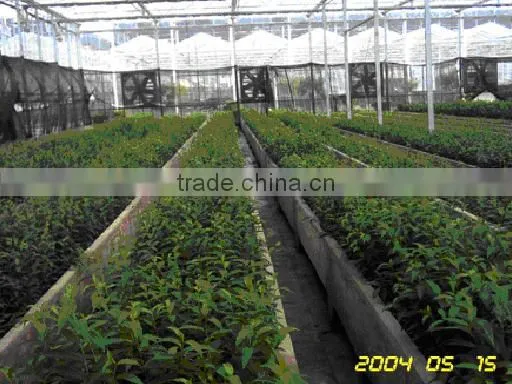 Semi-closed Greenhouse photo-2