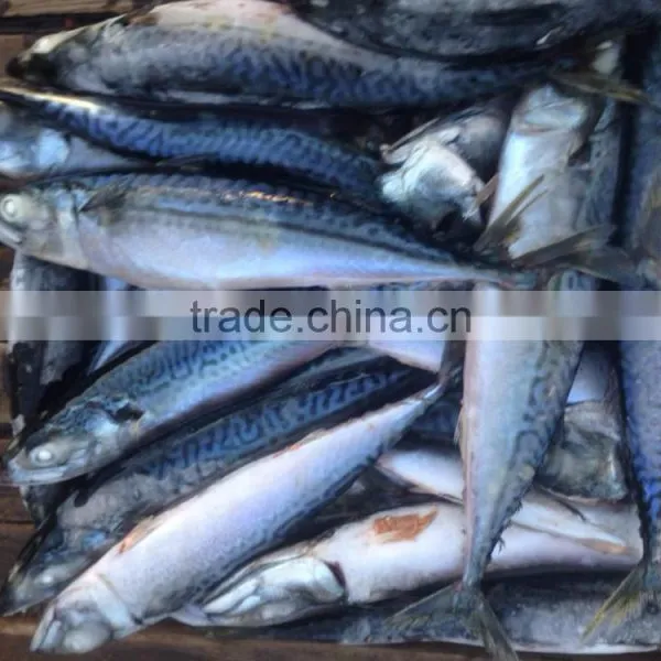 Sea Frozen Pacific Mackerel photo-6
