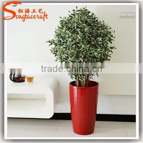 Large Outdoor Bonsai Trees Banyan Wholesale Bonsai Trees Ficus Microcarpa Bonsai Trees photo-3