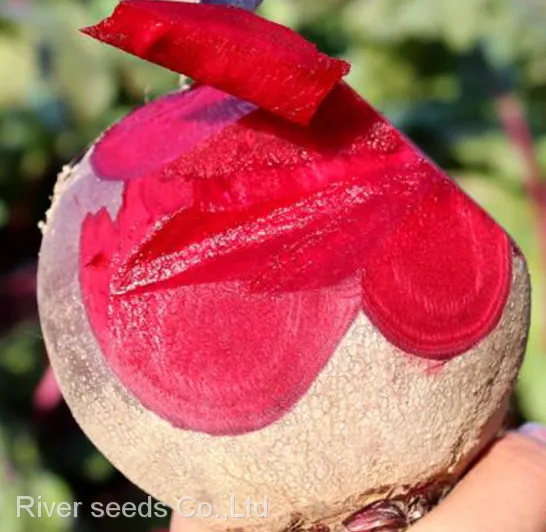 5g Wholesale Vegetables RED Bulb Beetroot Seeds Organic Sugar Beet Seed Vegetable for Online Sale