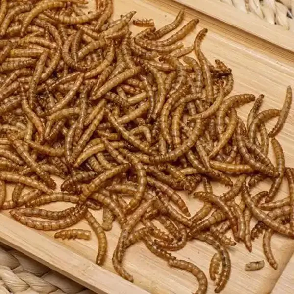 New Kind Fish Feed Made of Eco Fresh Mealworm