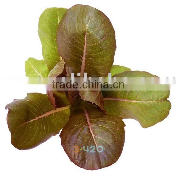 Lettuce - Red Cos