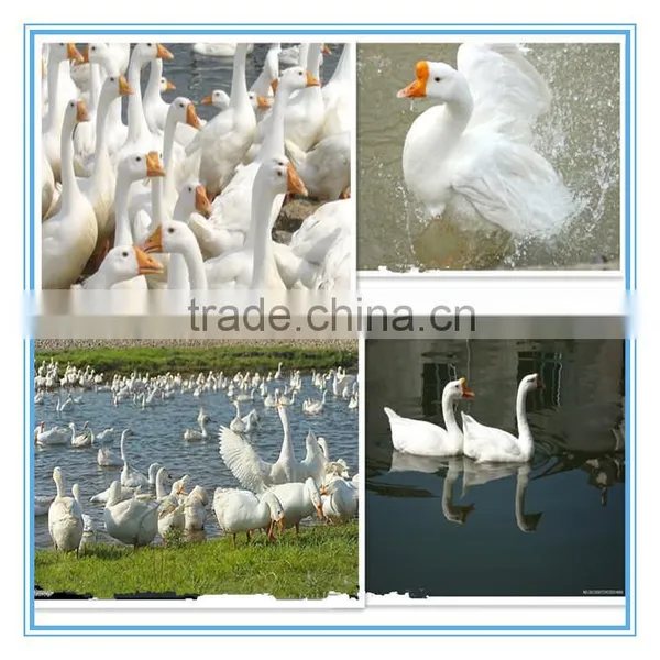 White Washed Goose Down photo-4