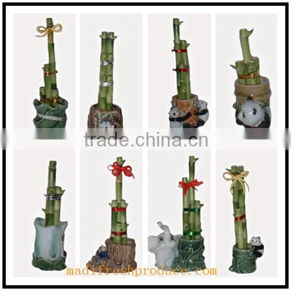 Small Lucky Bamboo Flower Pot photo-6