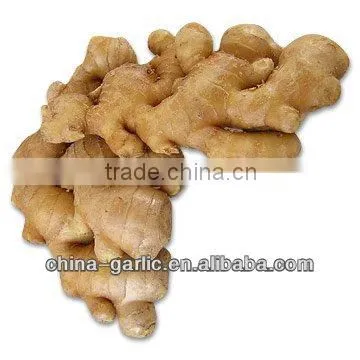 Hot!!! Low Price Ginger Root