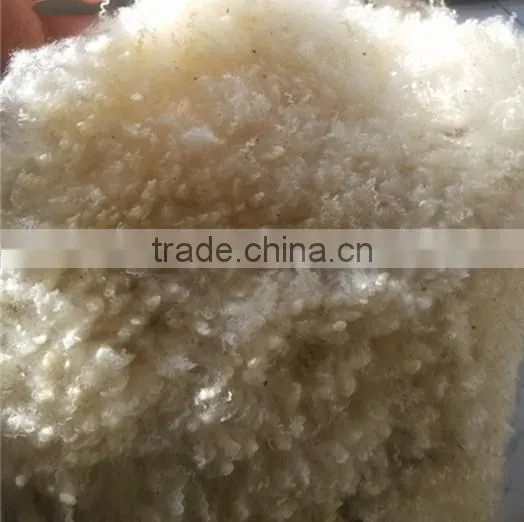 Greasy Wool in Stock High Yiled photo-2