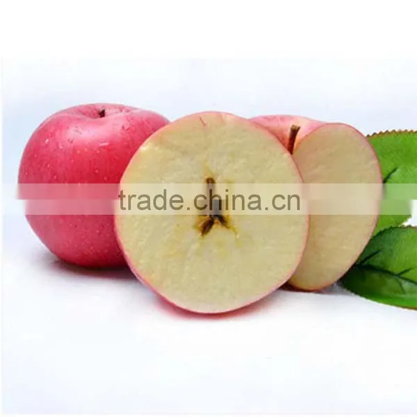 High Quality Fresh Apple Fruit Fresh Qinguan Apple photo-3