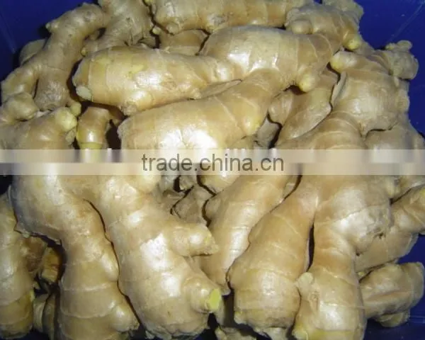 Chinese Fresh Air Dried Ginger photo-5