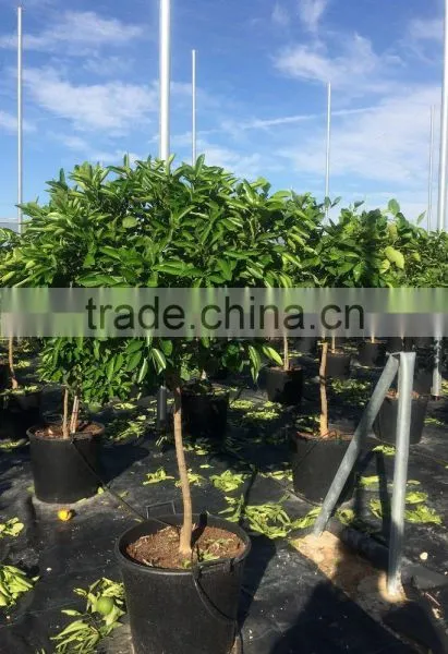 Mandarine Tree - Citrus Reticulata photo-3