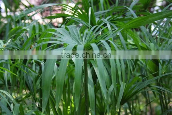 Cypress Oil photo-2