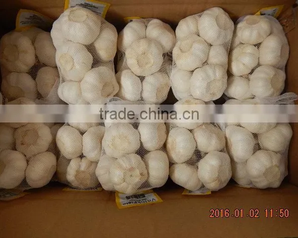 Garlic photo-2