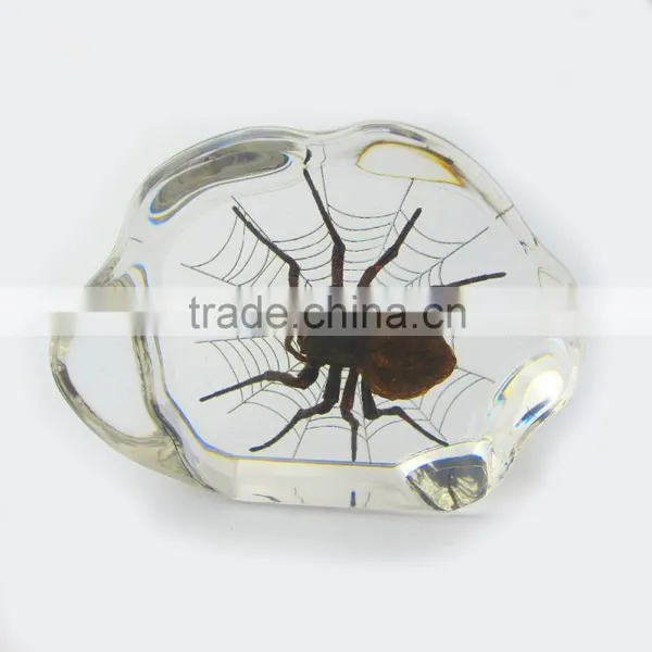 2016 New Design Promotional Gift Desk Decoration Real Insect photo-2