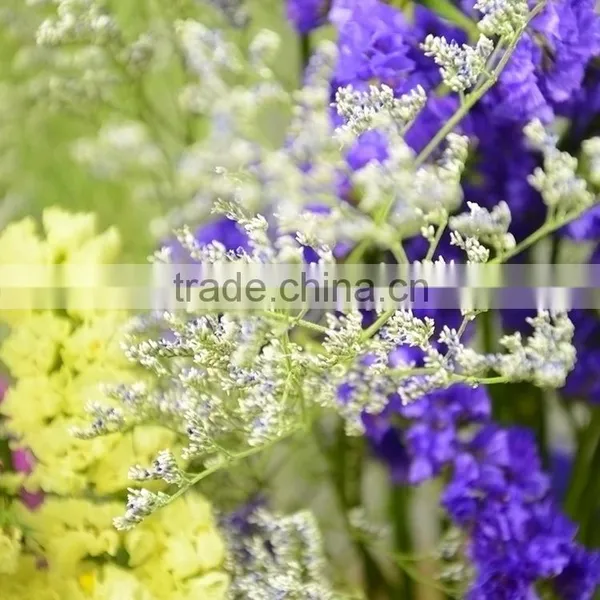 Special Unique Cut Flower Limonium photo-4