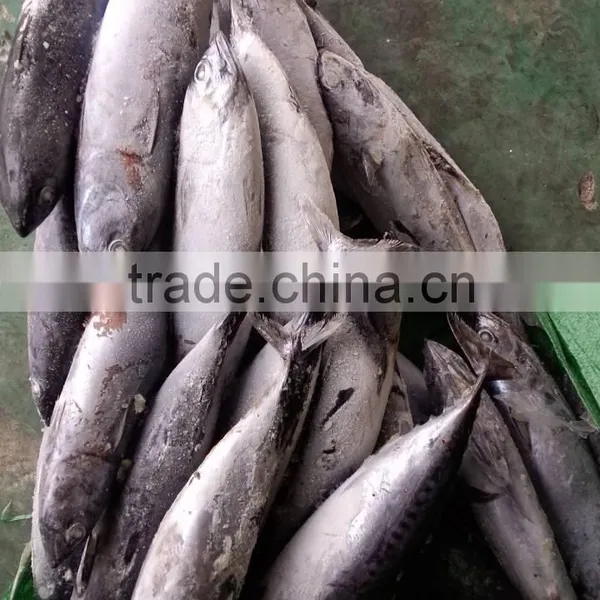 High Quality Seafood Frozen Fish Pacific Bonito Size 500 photo-3
