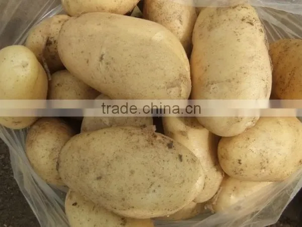 2015 Best Quality of the Potato in Anqiu photo-4