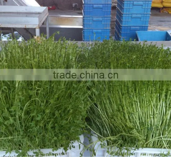 Automatic 100kg/day Barley Sprouting Machine photo-3