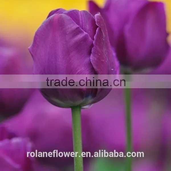China Direct Wholesale Fresh Cut Flower Tulip for Home Decor photo-5