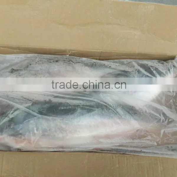Frozen Pangasius Whole Round photo-2