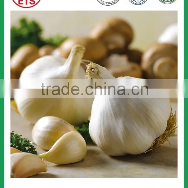 Garlic for Sale With High Quality From Jinxiang photo-4
