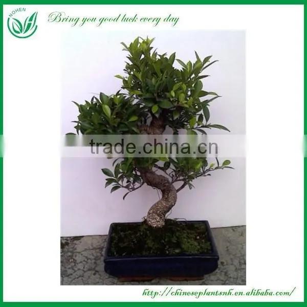 Mini Indoor Green Foliage Plants photo-4