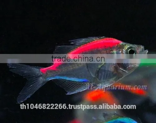 Glass Fish Mix Color For Sale / Ornamental Fish International Exporter photo-5