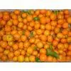 Shangtang Orange
