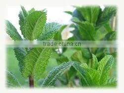 Peppermint Oil (Confirming to IP)