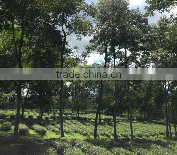 High Quality Black Tea photo-6