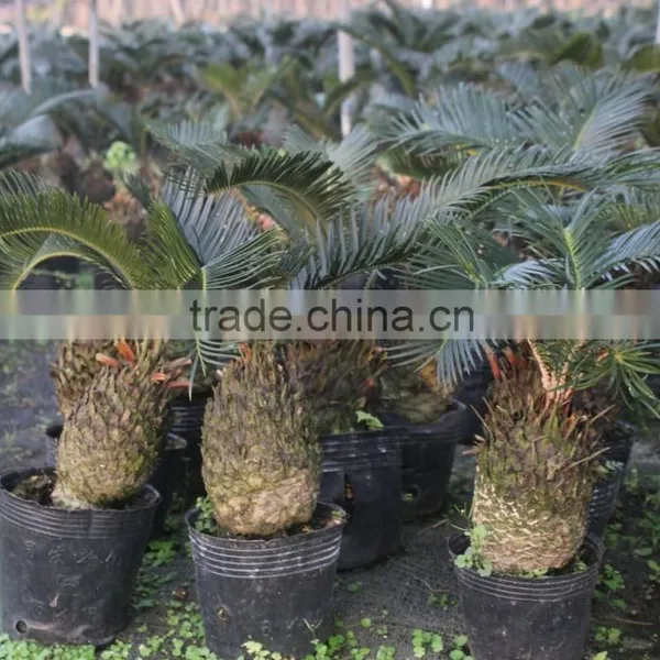 Bonsai Cycas Revoluta