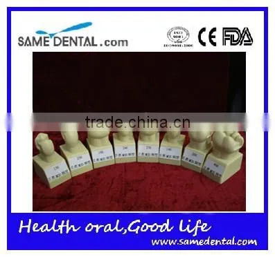 Hot Sale 4 Times Butment Cavity Preparation Model Gingival School Teaching Demonstration Models photo-2