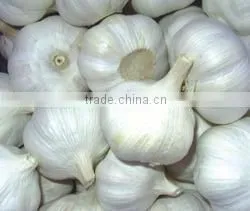New Crop Normal White Garlic photo-3