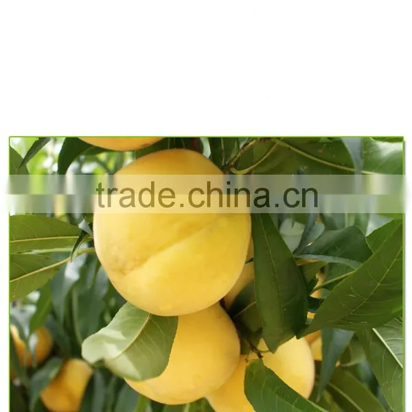 Yellow Peach Tree Seedling photo-2