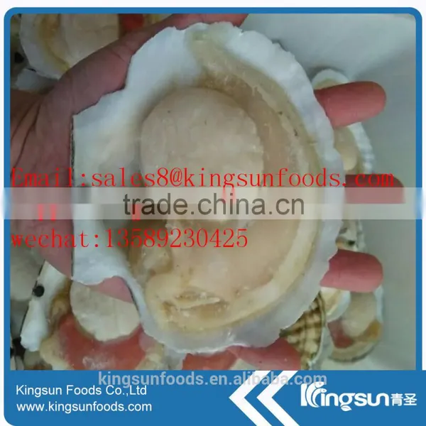High Quality IQF Frozen Half Shell With Roe Sea Scallop