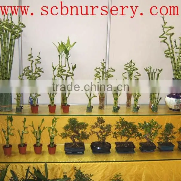 Lucky Bamboo Dracaena Sanderiana