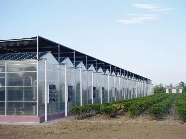 PC Sheet Covering Greenhouse with Roof&Side Ventilation System