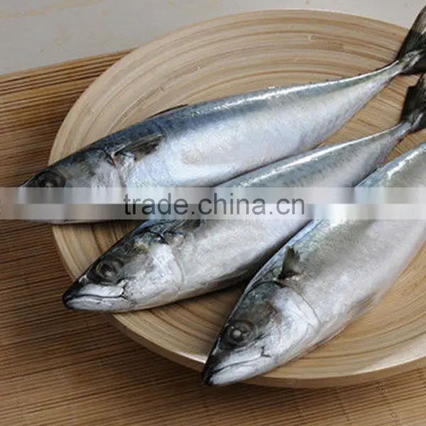 Hot Sale New Season Jack Mackerel photo-2