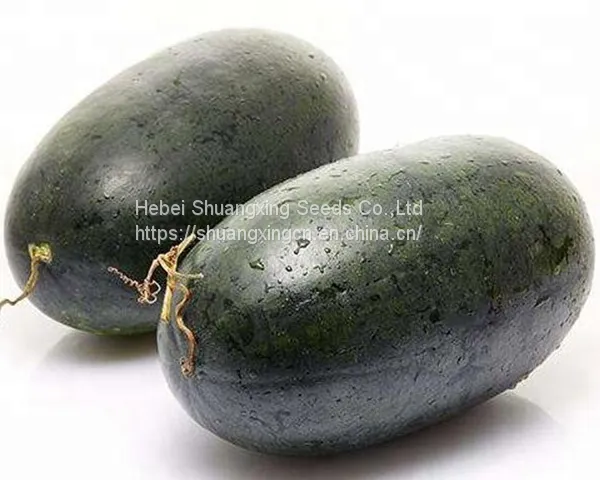 Early Maturity Red Flesh Hybrid f1 Watermelon Seeds photo-4