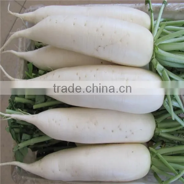New Crop Fresh Radish From Shandong photo-3