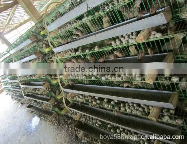 Galvanized Material Automatic Layer Quail Equipment photo-2