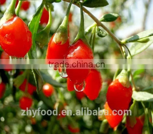 Certificated Native Health Food Goji Berry Natural Food photo-3